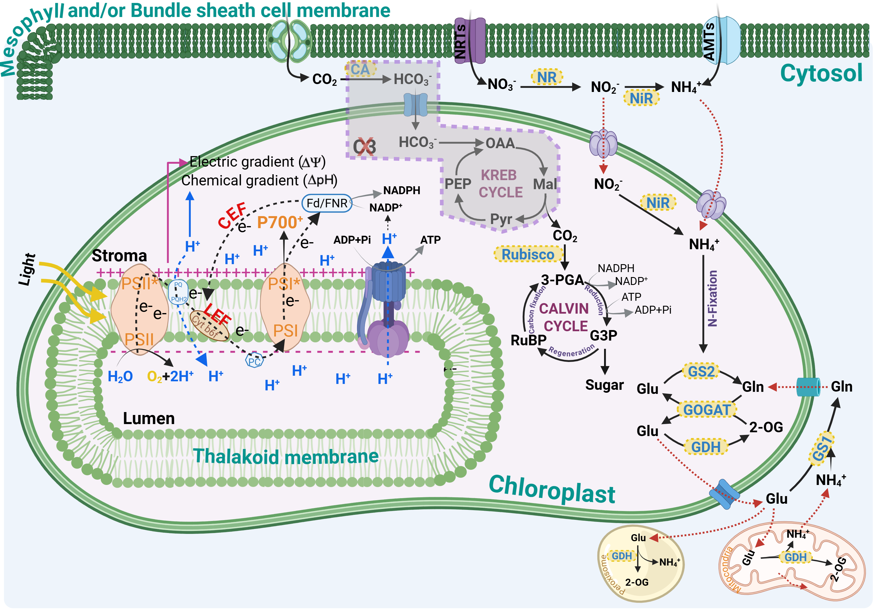 a graphic of photosynthesis
