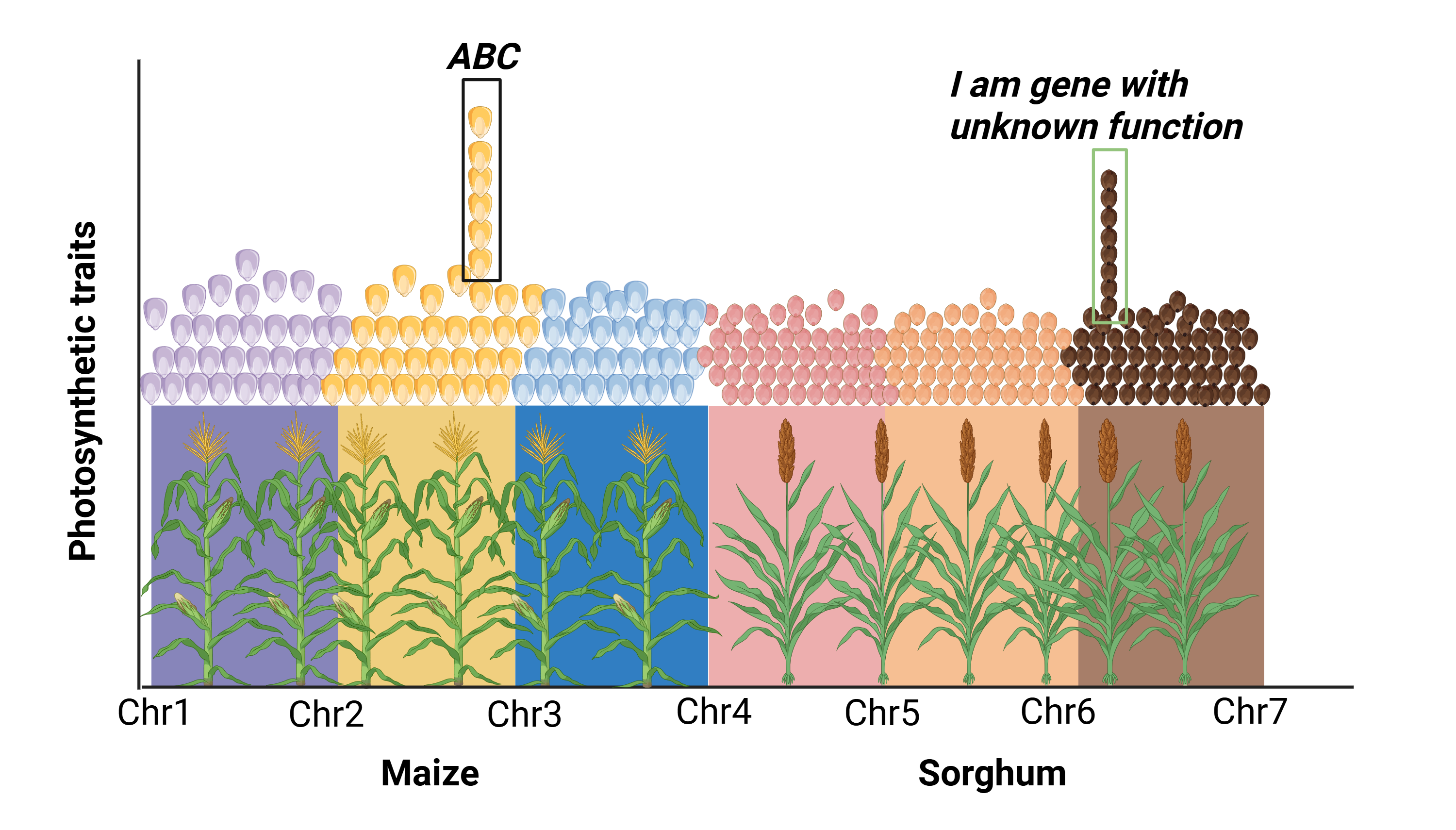 Finding new genetic sources in photosynthetic energy and nitrogen conversion