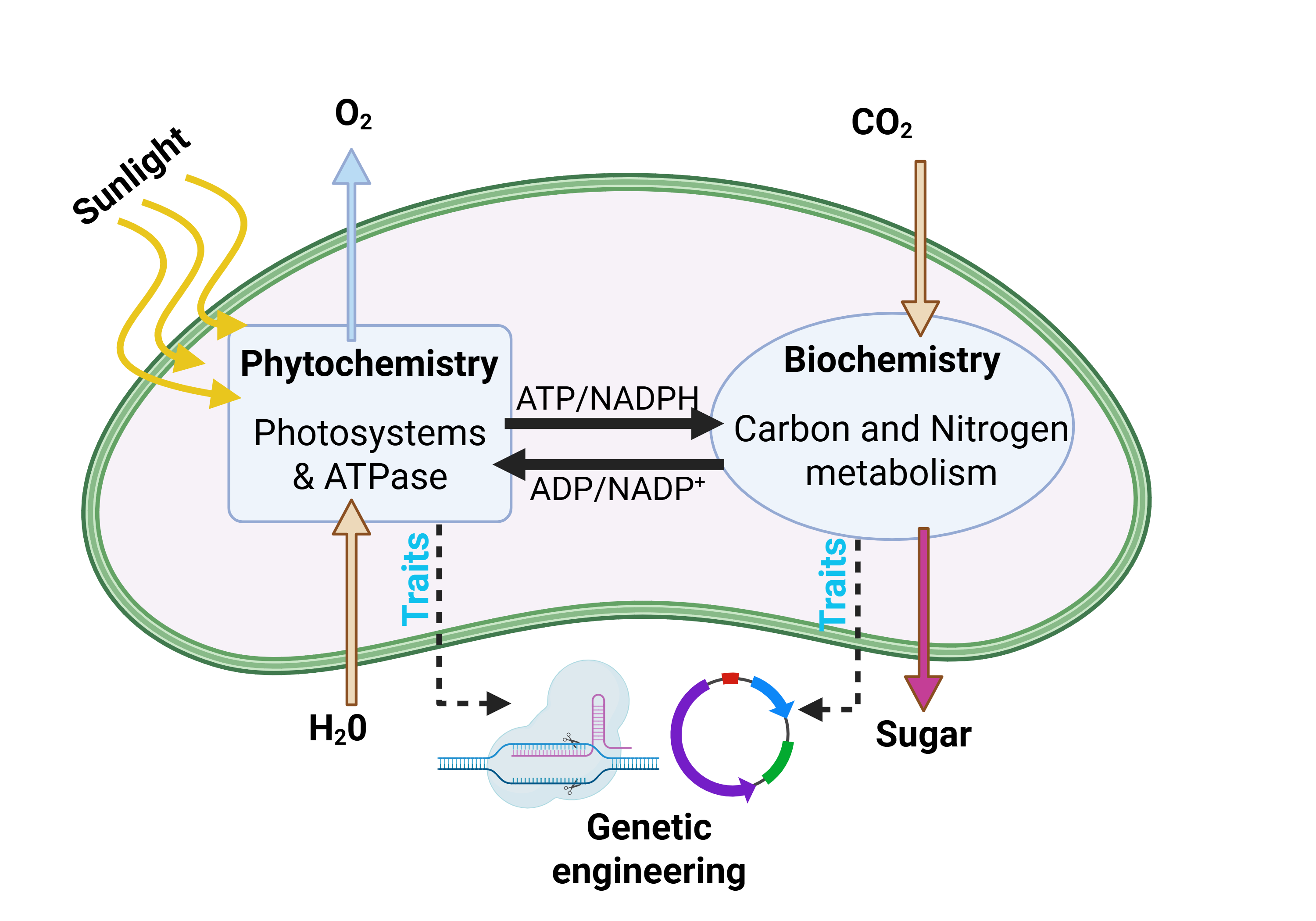 Modifying physiological pathways controlling carbon and nitrogen budget