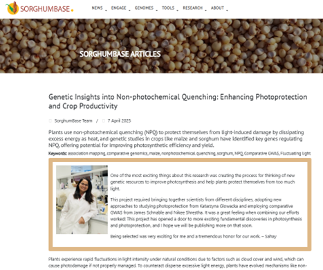 A screenshot of the sorghum article by Sahay