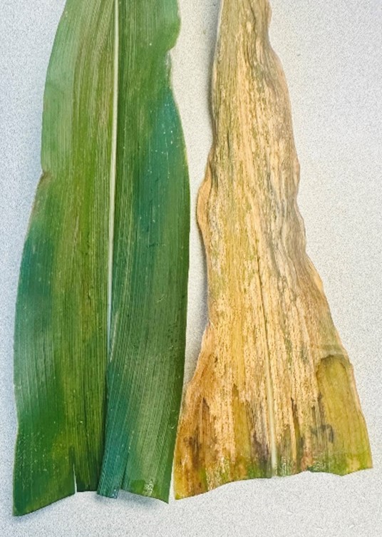 A picture of two corn leaves: one healthy, the other unhealthy