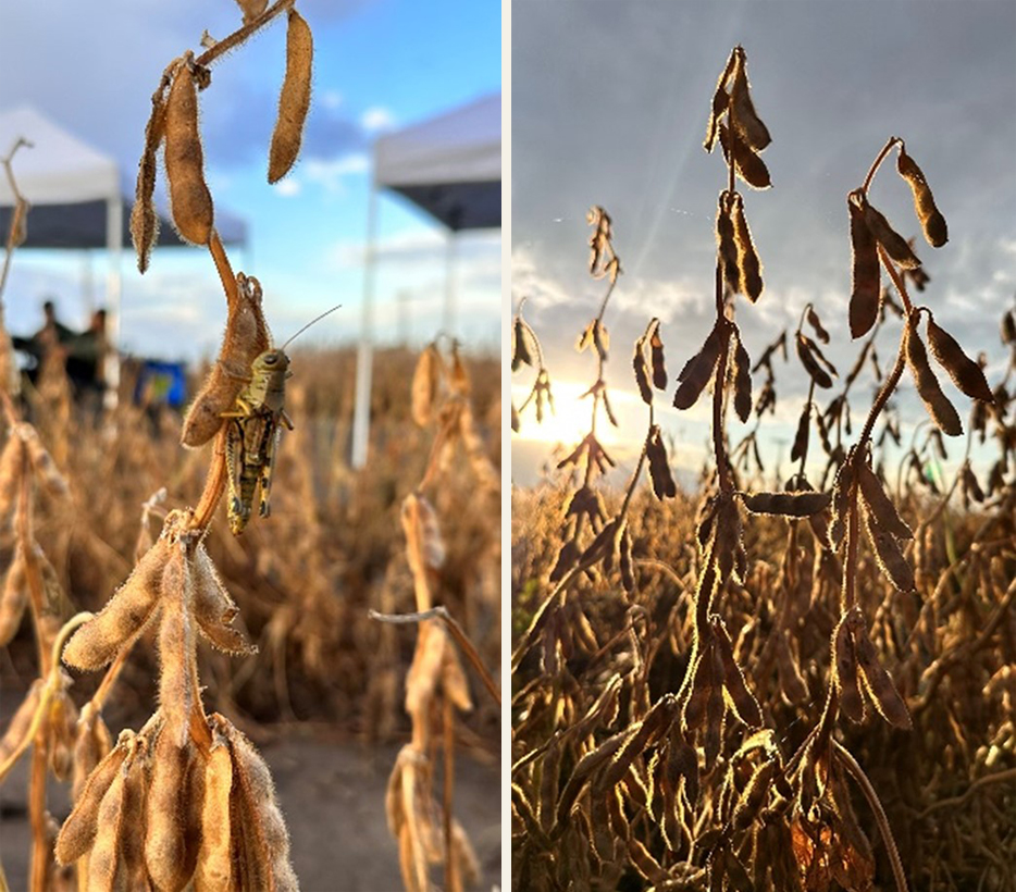 Soybeans in a field at harvest time.
